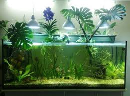 Aquaponika Aquariumideasfreshwaterfishtanks Aquariumtanksideas Aquapaisagismo Design De Aquario Decoracoes De Aquario
