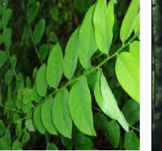 Image result for Phyllanthus odontadenius