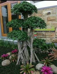 Semoga aplikasi ini bermanfaat bagi anda yang gemar merawat pohon bonsai agar tampil cantik dan menawan. Jual Pohon Bonsai Beringin Korea Di Lapak Hts Bukalapak