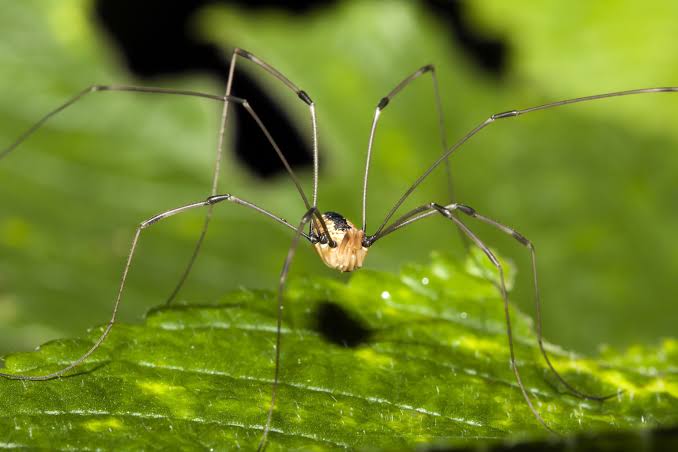 Why daddy longlegs are one of the most misunderstood creatures | National  Geographic