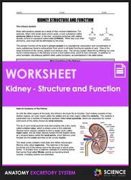 Kidney Anatomy Structure And Function Hs Ls1 Structure And Function Excretory System Anatomy