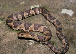Maybe you would like to learn more about one of these? Northern Or Midland Watersnake