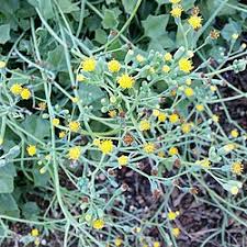 Image result for Senecio oxyriifolius