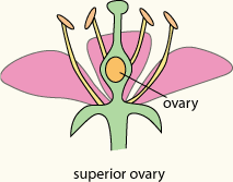 Image result for superior and inferior ovary