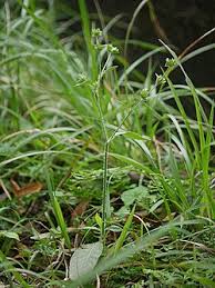 Image result for Elephantopus mollis