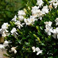 La più comune è sicuramente il jasminum officinale, che fiorisce in primavera e in estate con piccoli fiori bianchi ed estremamente profumati. Pianta Da Fiore Perenne Frost Proof Gardenia Naturehills Bianco Da Vaso Resistente Ai Cervi
