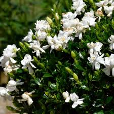 Verso marzo (ma molto dipende dalla nostra collocazione geografica) si ha la produzione di fiori, riuniti in gruppi: Pianta Da Fiore Perenne Frost Proof Gardenia Naturehills Bianco Da Vaso Resistente Ai Cervi