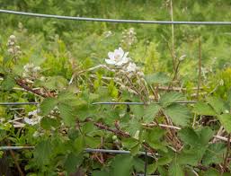 Zwar gilt der strauch der brombeere (rubus fruticosus) als robust und unkompliziert, dennoch armenische brombeere (rubus armeniacus): Brombeersorten Unsere Top 20 In Der Ubersicht Plantura