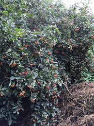 Image result for Cordia monoica