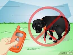 How to introduce a shock collar to a dog once you have a collar, you can get to work on training your dog. How To Use An Electronic Dog Training Collar 10 Steps