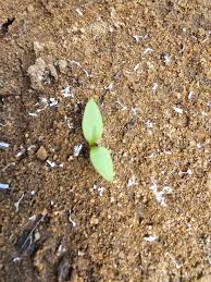 Image result for Ophioglossum polyphyllum
