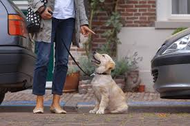Startseite » hunderatgeber » welpen » welpenbeschäftigung » welpenschule. Hundeschule Ist Ein Training Pflicht Lieblingstier
