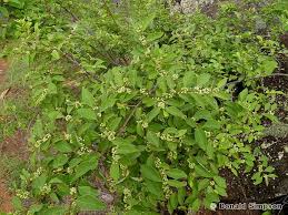 Image result for Flueggea virosa