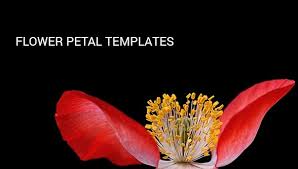 1 to 12 of 151 free flowers website templates available on the free css site. Free 9 Beautiful Sample Flower Petal Templates In Pdf Psd Eps