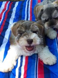 Fernweh schnauzers offers miniature schnauzer puppies for sale. Miniature Teacup And Toy Schnauzer Puppies For Sale