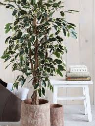 Image result for ficus benjamina en casa