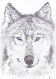 Black And Grey Wolf With Blue Eyes Beautiful Blue Eyed Wolf Wolf Drawing Easy Drawings Drawings