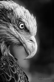 Cool Black And White Animal Photography Naturephotos Cool Black And White Animal Photo Cool In 2020 Black And White Birds Animal Photography Bird Photography