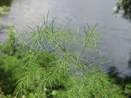 Image result for Asparagus minutiflorus