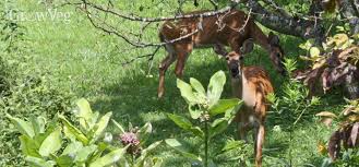 Poor the veg and wine on top of the lamb. Protecting Your Garden From Deer