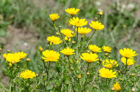 Image result for Glebionis