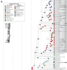 Image result for Helichrysum whyteanum