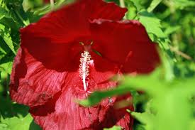 Image result for Hibiscus mechowii