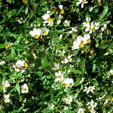 Image result for Bidens steppia