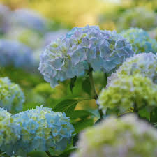 Zimmerpflanzen pflanzt man im garten oder kübel auf die art und weise wie oben. Gartenhortensie Bauernhortensie Grosse Bluten Fur Den Sommer Gartencenter Potschke Weil Pflanzen Freude Bringen