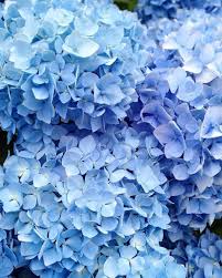 Vaporwave aesthetic, art and craft, pattern, no people, creativity. Aesthetic Wallpapers Light Blue Flowers Novocom Top