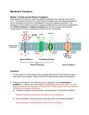 Cell membranes and cell transport view. Cell Membrane Transport Answers 2 Membrane Transport Model 1 Active Versus Passive Transport Body Fluids Are Solutions Of Water And Dissolved Course Hero
