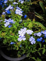 We did not find results for: Dark Blue Plumbago Plants Buying Growing Guide Trees Com