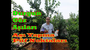 Sonbaharda Durgun Goz Asilari Nasil Yapilir Narenciye Uygulamasi Bahcecilik Sonbahar Bitki