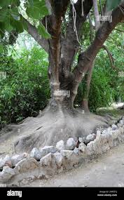 Image result for Phytolacca dioica