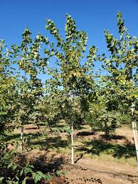 Image result for Prairie Gold