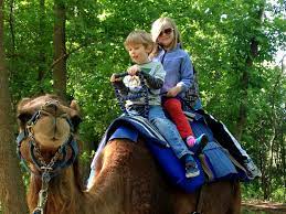 This allows them to face the challenge of desert travel. 10 Things And Reasons John Ball Zoo Is A Cut Above Many Zoo Attractions And How It Can Redefine Your Zoo Visit City Travel Hub