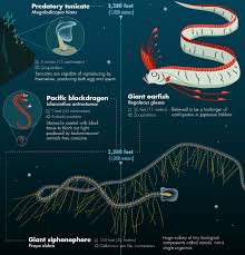 32 Of The Most Bizarre Deep Sea Creatures Discovered So Far