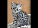 Available Kittens - British Shorthair