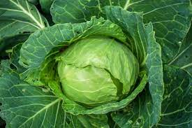 Maybe you would like to learn more about one of these? How To Grow Cabbage In Easy Steps