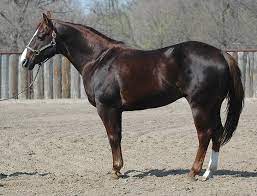 People with kidney or liver disease and bleeding disorders should avoid horse chestnut. Hd Wallpaper A Liver Chestnut Quarter Horse Lovely Cawhorse Awsome Sweet Wallpaper Flare