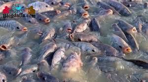 Bukan hanya ikan mas dan ikan nila saja yang biasa dipancing atau berada di suatu kolam pemancingan. Cara Budidaya Ikan Nila Di Kolam Terpal Peluang Usaha Rumahan Yang Sangat Menjanjikan Blogdaffa Com