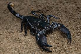 The Emperor Scorpion (Pandinus imperator) is one of the largest scorpion  species in the world, native to the tropical rainforests and savannas of  West Africa, including Ghana. They typically measure up to