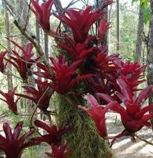Make sure any water is drained from the bromeliad's central cup before attempting this. 15 Jenis Tanaman Hias Bunga Daun Merah