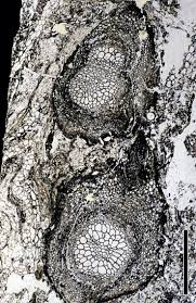 Image result for Lygodium smithianum