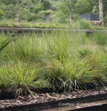 Image result for Deschampsia