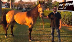 Este sitio web es el fruto de esta pasión y una oportunidad para hacerte conocer autores talentosos. Cavalo Ciumento Mw Vaquejada Music Youtube