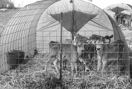Calf Housing Made Cheap, Easy And Efficient – Graze Magazine