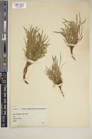 Image result for Aptosimum lineare