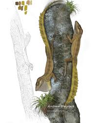 Image result for Anolis scypheus