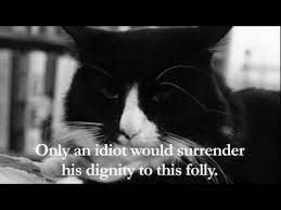 Henri The Existential Cat On Halloween French Cats Cats Henri The Cat